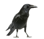 Аудит сайтов